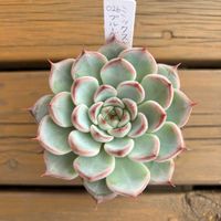 エケベリア,ミックスベリア　ブルーベリームーン,多肉植物,鉢植え,エケベリア属の画像