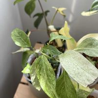 モンステララニアータ,葉水,斑入り好き♡,植物のある生活,窓辺の画像