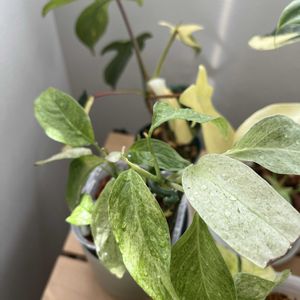 モンステララニアータ,葉水,斑入り好き♡,植物のある生活,窓辺の画像