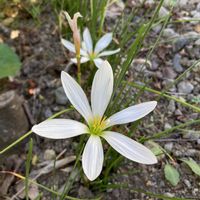 ガウラ,タマスダレ,トウワタ,今日の花の画像