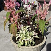 アルテルナンテラ,ジュズサンゴ,秋の寄せ植え,ケイトウ セロシア,寄せ植えの画像