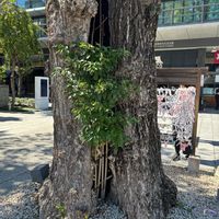 スギ,クスノキ,クスノキ（楠木),杉（すぎ）,御神木の画像