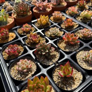 紅葉,多肉植物,葉挿し,エケベリア属,バルビナエア属の画像