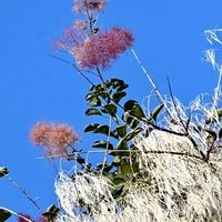 スモークツリー,可憐な花,ピンクワールドへ ようこそ,明日はきっと良い日になる,2019同期の画像