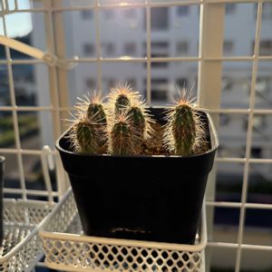 サボテン,ピロソケレウス・クリサカンタス,多肉植物,観葉植物,実生の画像