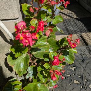 地植え,裏庭,ビビッドカラー,おうちの庭の画像
