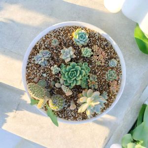 サボテン,エケベリア,多肉植物 寄せ植え,雑草と多肉植物,多肉植物の画像