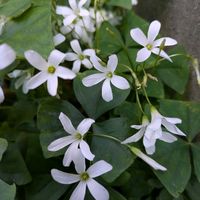 地植え,裏庭,野草,白花,清楚な花の画像