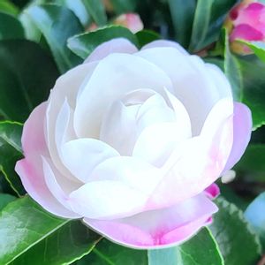 サザンカ,地植え,花木,自宅の画像