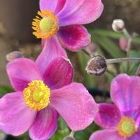秋明菊,可愛い,我が家の庭,ピンクの花,仲間入り♡の画像