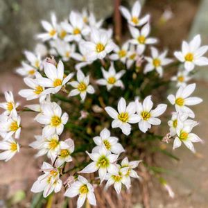 花木,植木鉢,吊り鉢,花いろいろ,バラと夢CLUBの画像