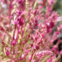 コキア,ほうきぐさ,鉢植え,我が家の庭,かわいい花の画像