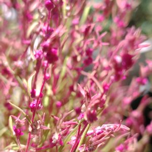 コキア,ほうきぐさ,鉢植え,我が家の庭,かわいい花の画像