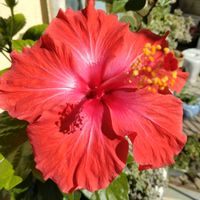 ハイビスカス,南側ベランダ,真っ赤❤,大好きハイビスカス,秋晴れ☀の画像