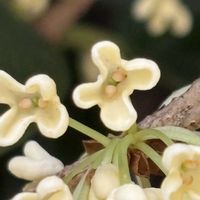 ギンモクセイ,モクセイ科,雌雄異株,モクセイ科モクセイ属,木曜日は木に咲く花の画像