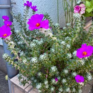 ポーチュラカ ウェルデルマニー,多肉植物,埼玉タニラー,モフモフ大好き,木曜モフモフの画像