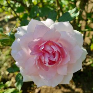 マチルダ,バラ ブラスバンド,バラ ロイヤルハイネス,バラ リュート,バラ シャリマーの画像