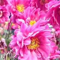 シュウメイギク,秋明菊,八重咲きシュウメイギク,ガーデニング,咲きましたの画像