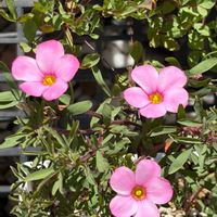 オキザリス,Oxalis sp.Namaqualand Red,Oxalis sp.Namaqualand Red,秋咲きオキザリス,Oxalis Pulchella var.Tomentosaの画像