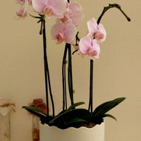 胡蝶蘭,スマホ撮影,今日も笑顔で♡,いつもありがとう❤️,穏やかな毎日の画像