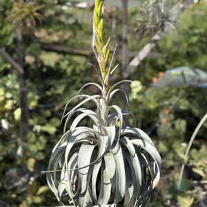 キセロ グラフィカ,エアプランツ,チランジア属,花のある暮らし,植物のある暮らしの画像