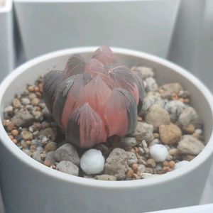 ハオルチア,ゴールデンポトス,虹オブツーサ錦,多肉植物,観葉植物の画像