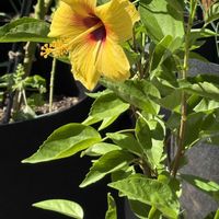 ハイビスカス,花のある暮らし,おうち園芸,バルコニー/ベランダ,家庭菜園の画像