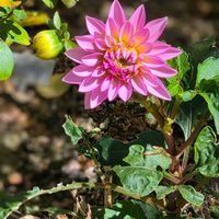 ダリア,ダリア,ニチニチソウ,ニチニチソウ,おでかけ先の画像