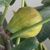 イチジク,いちじく,室内栽培,鉢栽培,2年生の画像