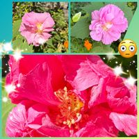 八重咲き酔芙蓉,挿し木から成長,西側花壇,復興をお祈りいたします,大きくなってくれたの画像