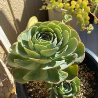 ミセバヤ,七福神,多肉植物,ガーデニング,多肉植物のある暮らしの画像
