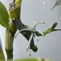 デンドロビウム,着生ラン,デンドロビウム属,洋ラン栽培,おうち園芸の画像