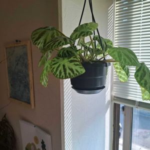 レックスべゴニア,ベゴニア シルバージュエル,観葉植物,葉っぱ,ベゴニア属の画像