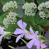 ミセバヤ,花のある暮らし,富山支部の画像