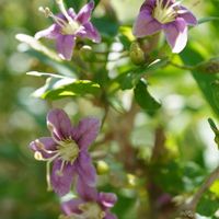 クコ,クコのお花,果実,自生,青空の画像