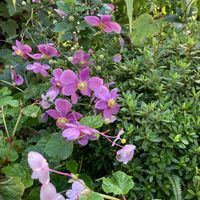 秋明菊の画像