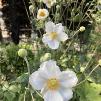 秋明菊の画像