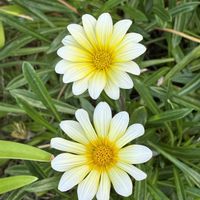 ガザニア,千葉散策,お出かけ先の画像