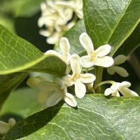 ギンモクセイ,ギンモクセイ,白い花,散歩道の花の画像