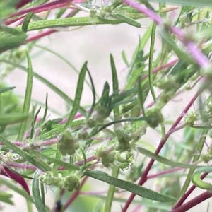 コキア,ほうき草,鉢植え,庭の画像