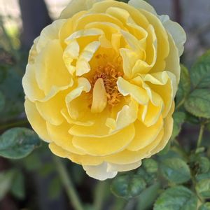 リュシオール,ナチュラルガーデン,バラ大好き,お庭の花たち,花と暮らすの画像