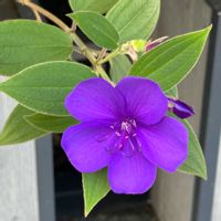 ノボタン,花のある暮らし,渋谷,お出かけ先の画像