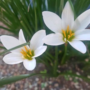 サボテン,タマスダレ,ミハノビッチ,ギムノカリキリウム LBハイブリッド錦,サボテンの花の画像