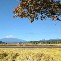 センニンソウ,ハナミズキ,イモカタバミ,カラスノゴマ,黄花沈丁花 (ナツボウズ)の画像