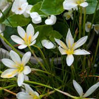タマスダレ,フジバカマ,꒰ღ˘◡˘ற꒱かわゅ~,花のある暮らし,今日のお花の画像