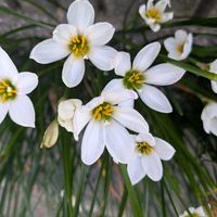 タマスダレ,まだまだ初心者,花のある暮らし,緑のある暮らし,遊歩道の画像