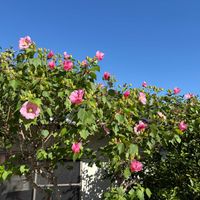 フヨウ,ふよう,酔芙蓉（すいふよう）,酔芙蓉（すいふよう）,花いろいろの画像