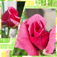 鉢植え,バラ・ミニバラ,バラを楽しむ,咲いてくれてありがとう❤,バラ 紫雲の画像