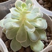 エケベリア,センペル,多肉植物の画像