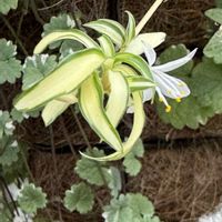 オリヅルラン,斑入りグレコマ,今日の１枚,ハンギング,花のあるくらしの画像